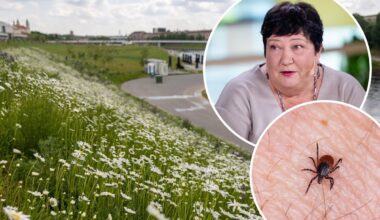 Lietuva – erkinio encefalito sostinė