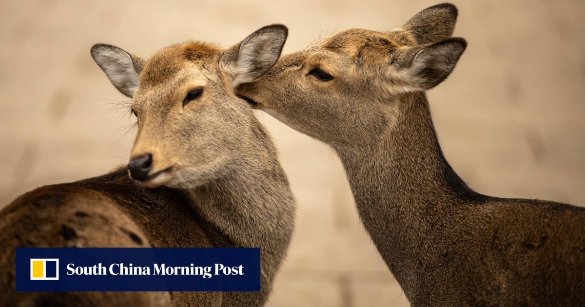 In Japan, Nara Park’s famed deer could face food crisis in winter as acorn trees cut down