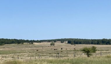 Wisente in der Döberitzer Heide