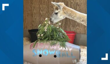 Greensboro Science Center alpaca Snowball celebrates 21st birthday