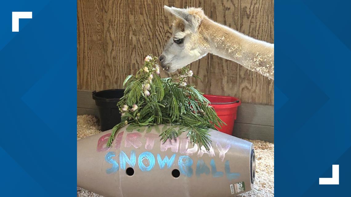 Greensboro Science Center alpaca Snowball celebrates 21st birthday