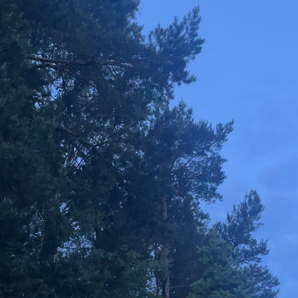 Peaceful mornings in Józefów with natures alarm clock