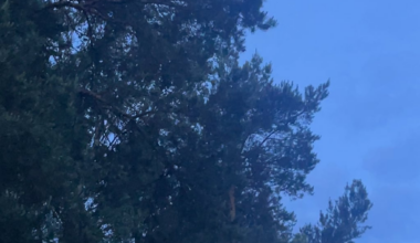 Peaceful mornings in Józefów with natures alarm clock