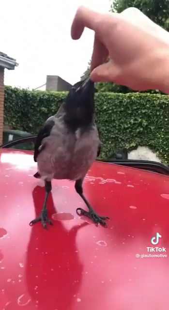 Barry vs a bird... I wonder who will win in the end?