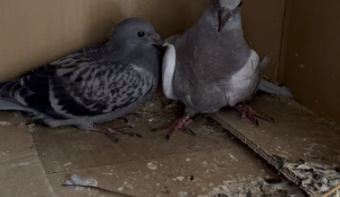 Oh, look! The baby pigeons have moved from the nest…huzzah! They’ll be gone any day now.Hang on - wait a minute 😠