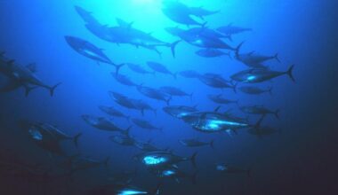 Vietnam reports three-fold jump in tuna exports to Portugal in 2024