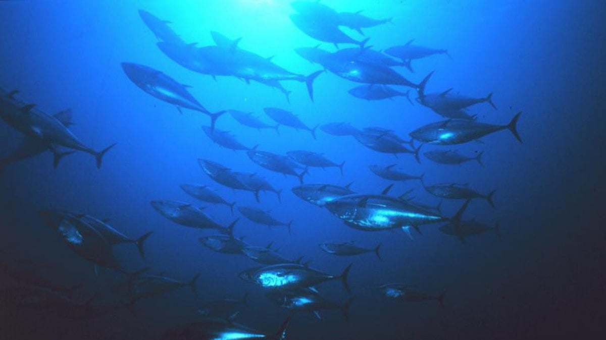 Vietnam reports three-fold jump in tuna exports to Portugal in 2024