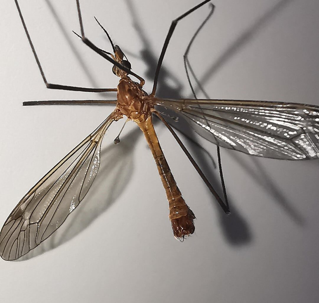 Tipula cava