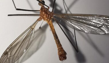 Tipula cava
