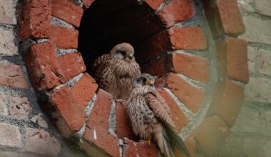 Zwei Turmfalken warten den Schauer ab