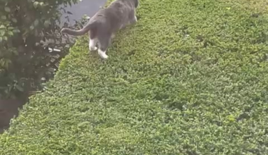 Luke hedge walker