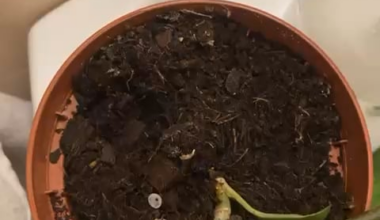 Was ist dieser „Wurm“? Schädling?