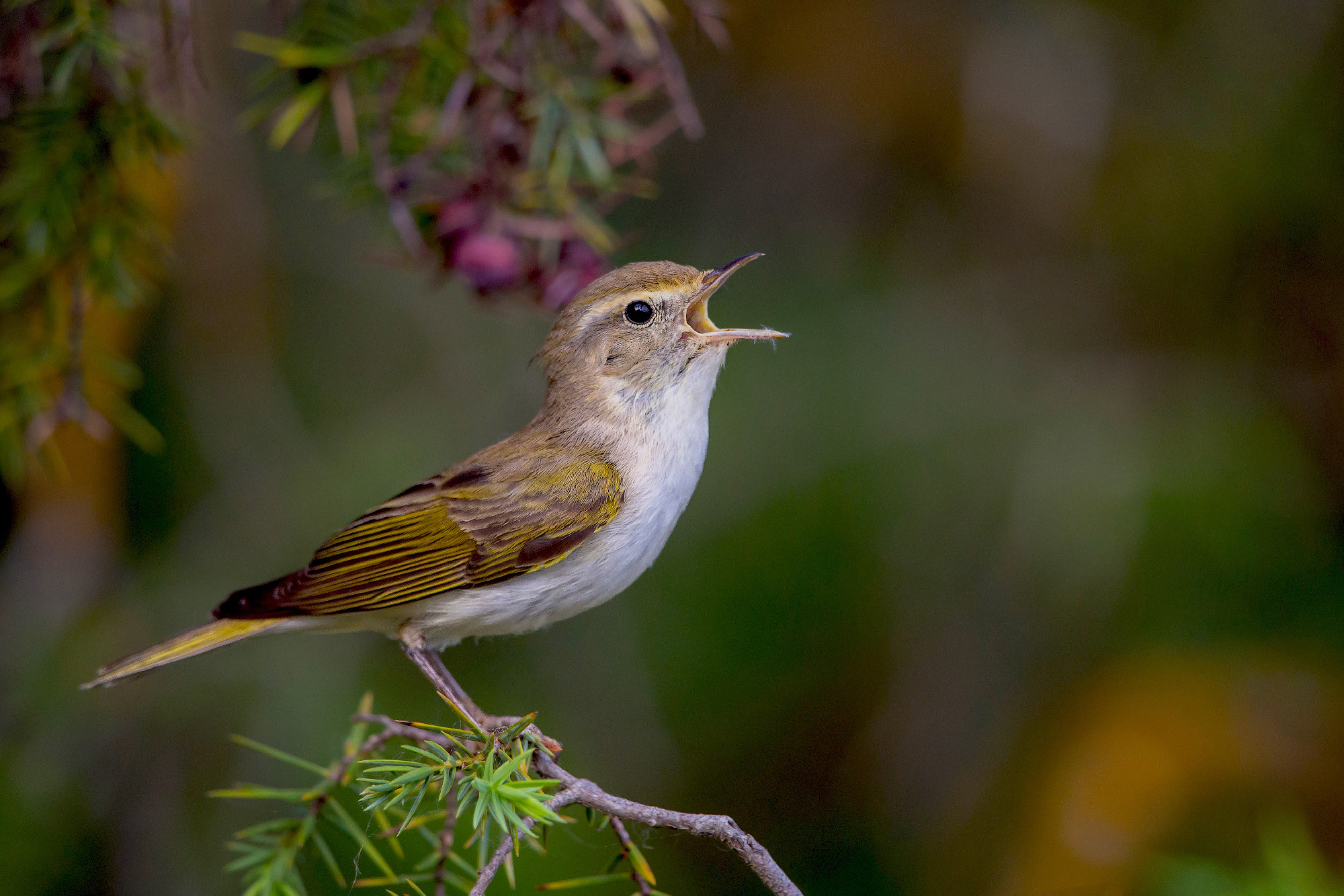 Magyarország madarai: a Bonelli-füzike