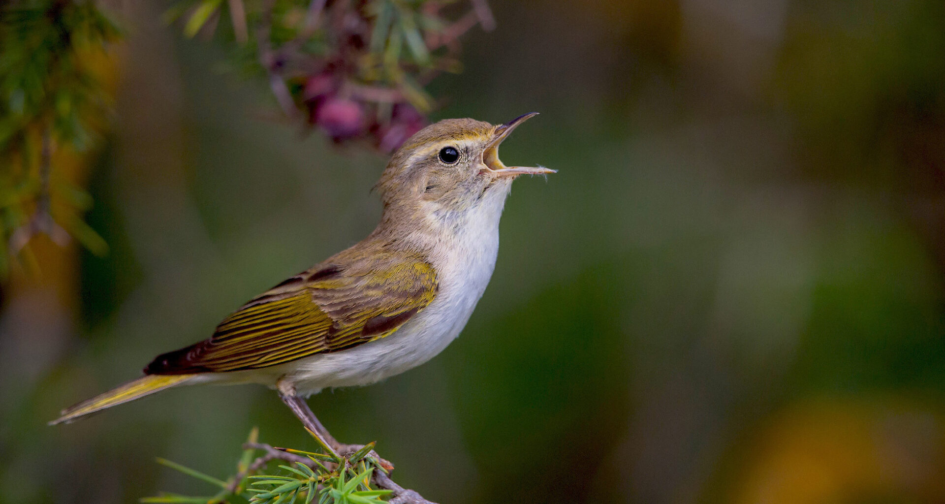 Magyarország madarai: a Bonelli-füzike | egy.hu