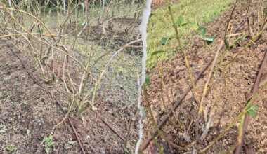 8 minut. Dramat plantatorów borówki z małopolski - aktualności