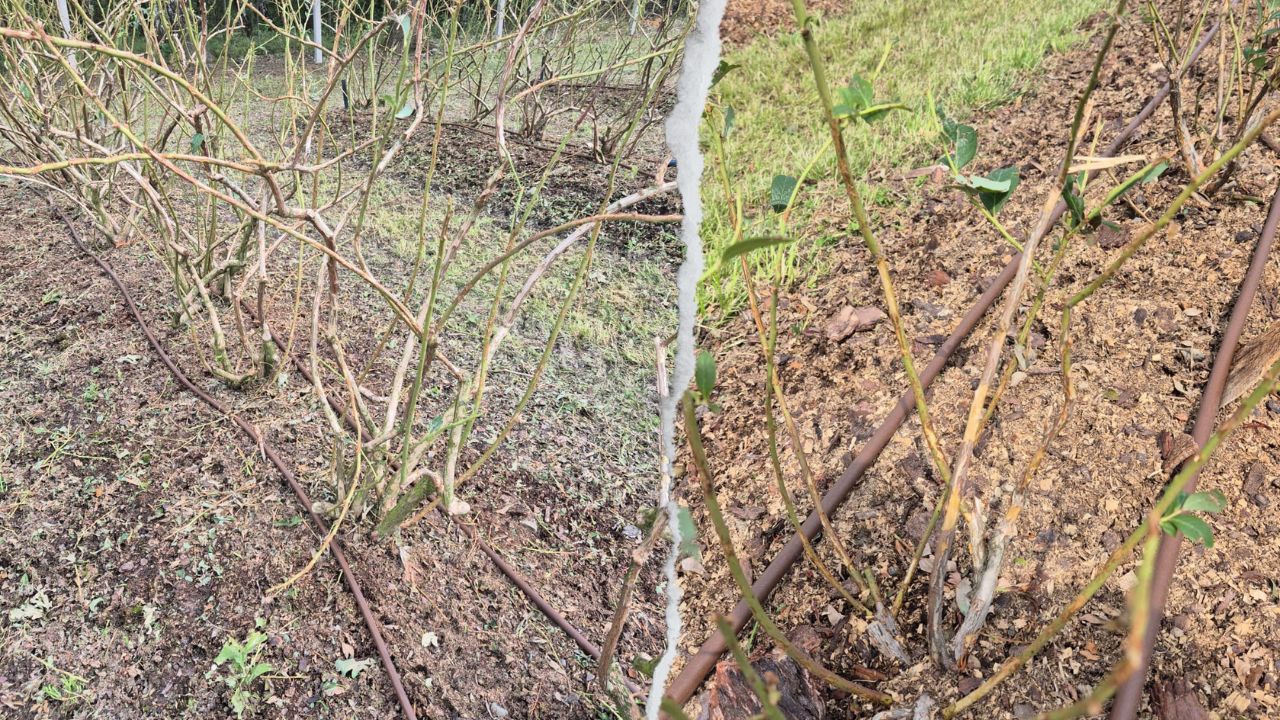 8 minut. Dramat plantatorów borówki z małopolski - aktualności