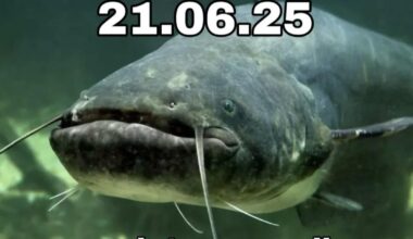 R.I.P Walter Wels III.