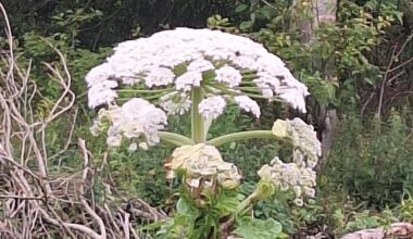 Botany buffs available?
