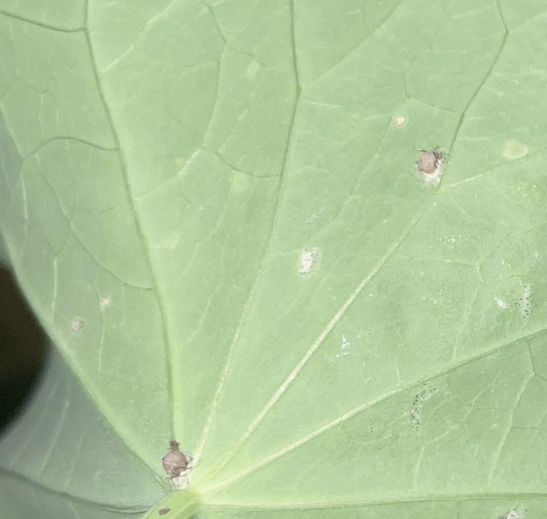Erkennt jemand diese Insekten/Eier/Puppen an meiner Kapuzinerkresse?