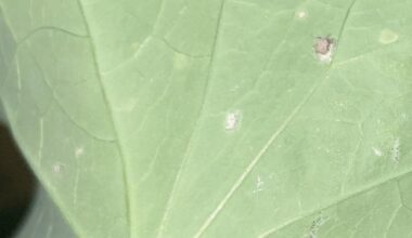 Erkennt jemand diese Insekten/Eier/Puppen an meiner Kapuzinerkresse?
