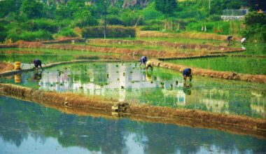 The ‘king of poisons’ is building up in rice - This community requires title to be at least 50 characters