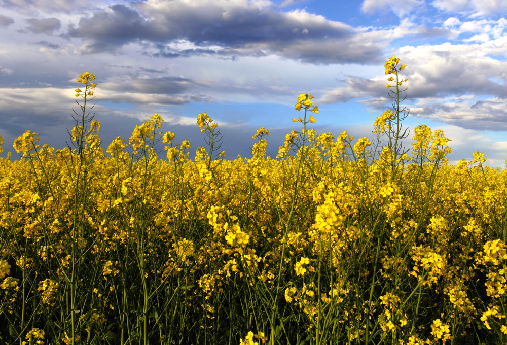 USDA adjusts Canadian canola exports, ending stocks