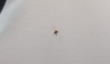 Ist das eine Zecke?