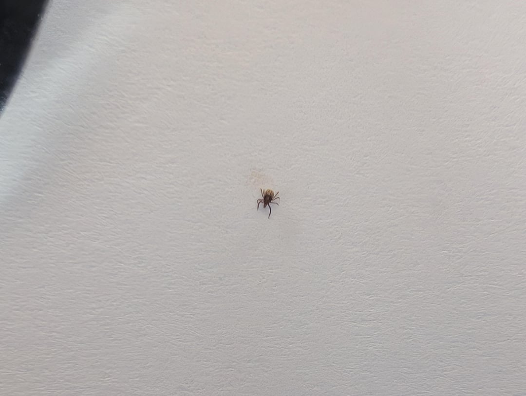 Ist das eine Zecke?
