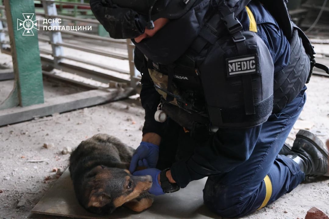 Ukrainian rescuers heard faint whimpering under rubble after Russia's strike on Poltava industrial plants last night - Two puppies were trapped beneath collapsed walls and were pulled to safety - scared and exhausted but alive.