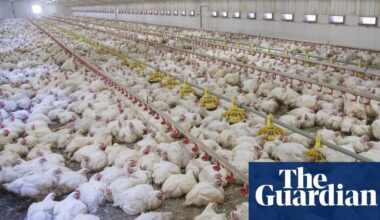 More than 24,000 factory farms have opened across Europe • Intensive livestock farms are spreading across the continent, according to new data