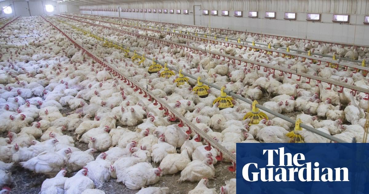 More than 24,000 factory farms have opened across Europe • Intensive livestock farms are spreading across the continent, according to new data