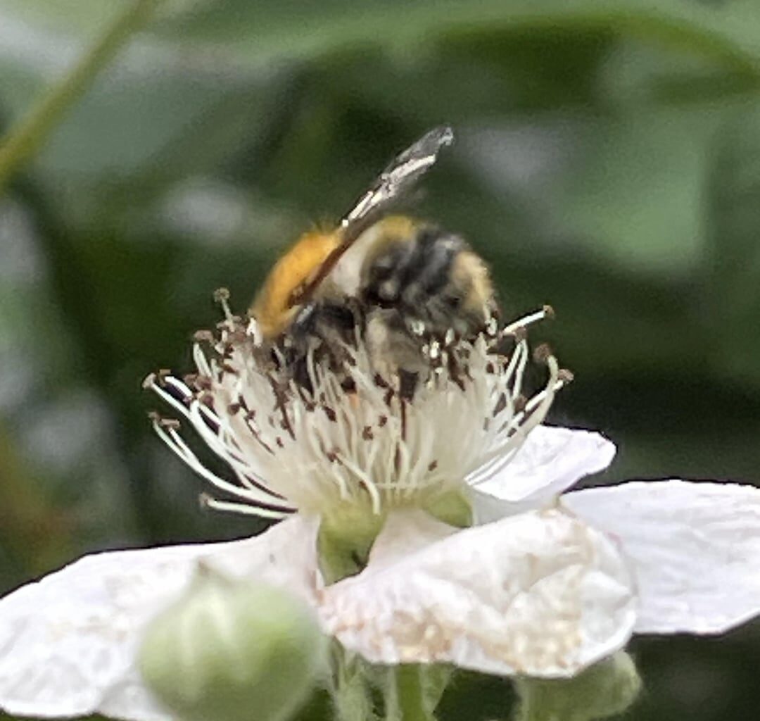 Bienen und Hummeln 🐝