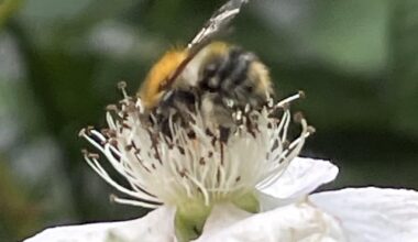 Bienen und Hummeln 🐝