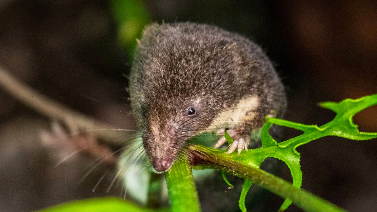 Bornavirus in Oberbayern: Mann stirbt, weiterer schwer erkrankt