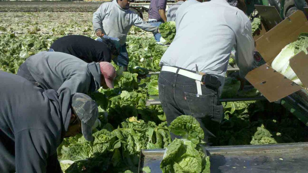 Over 30 farmworkers detained by ICE in Ventura County – NBC Los Angeles