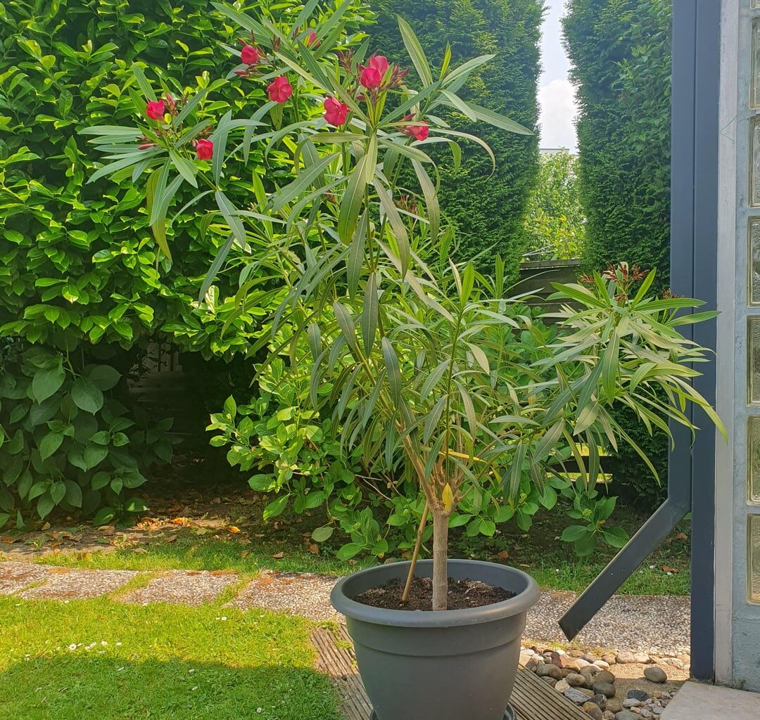 Ist mein Oleander gesund?