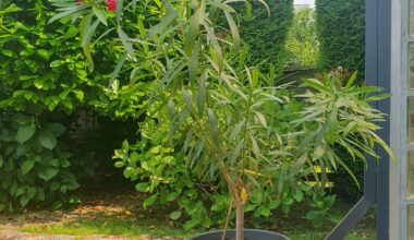 Ist mein Oleander gesund?