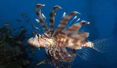 Dangerous devil firefish rapidly spreads along Croatian coast