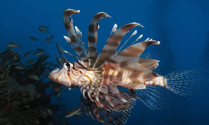 Dangerous devil firefish rapidly spreads along Croatian coast