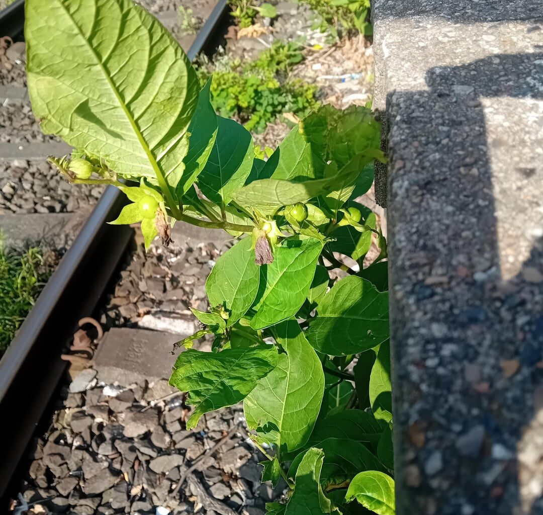 Schöne Frau am Bahnsteig ❤️
