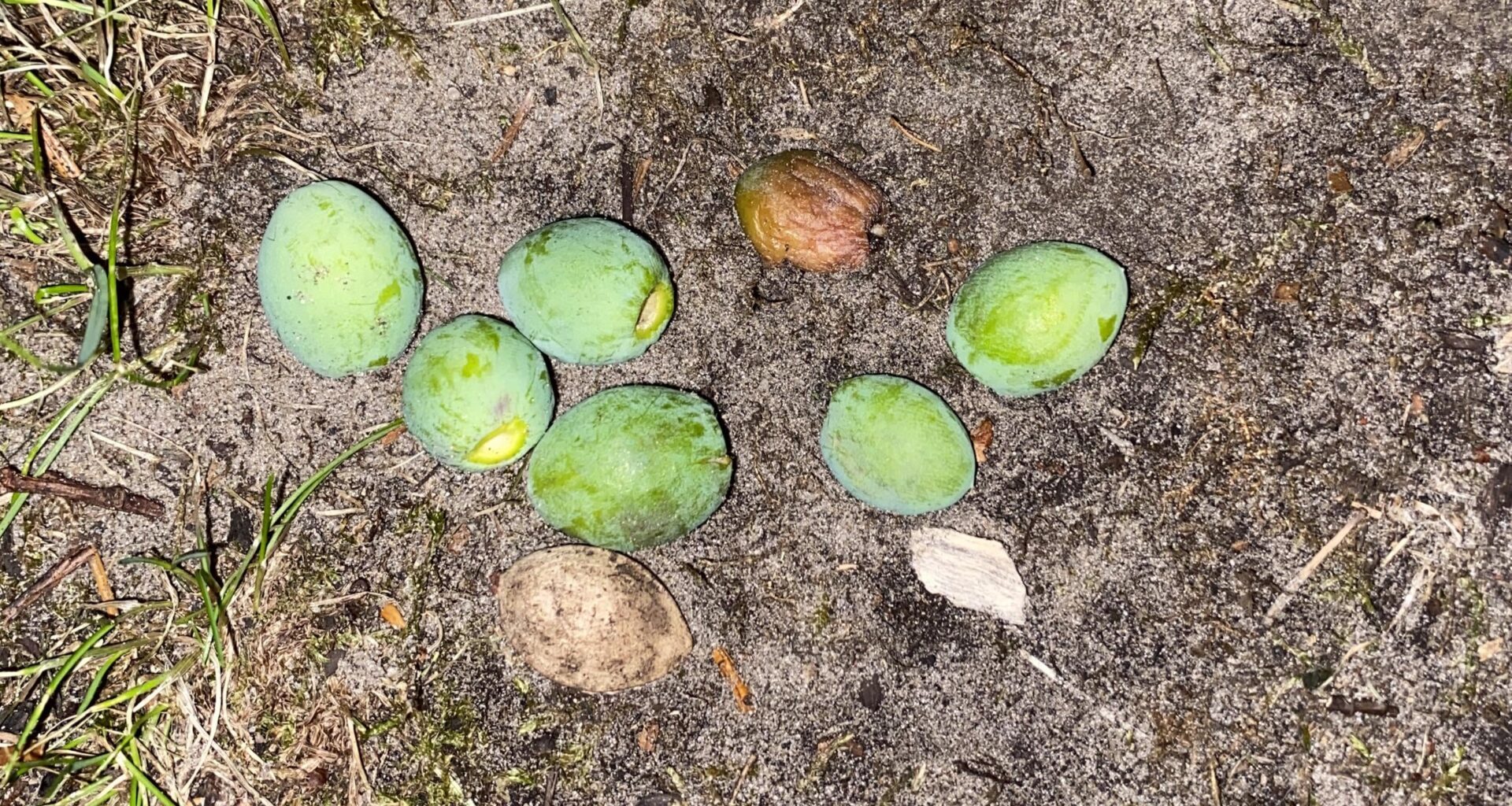 Gingko Weibchen wirft Früchte ab