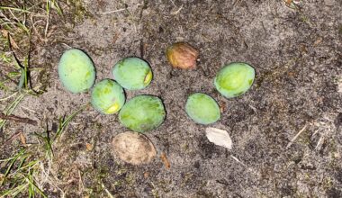 Gingko Weibchen wirft Früchte ab