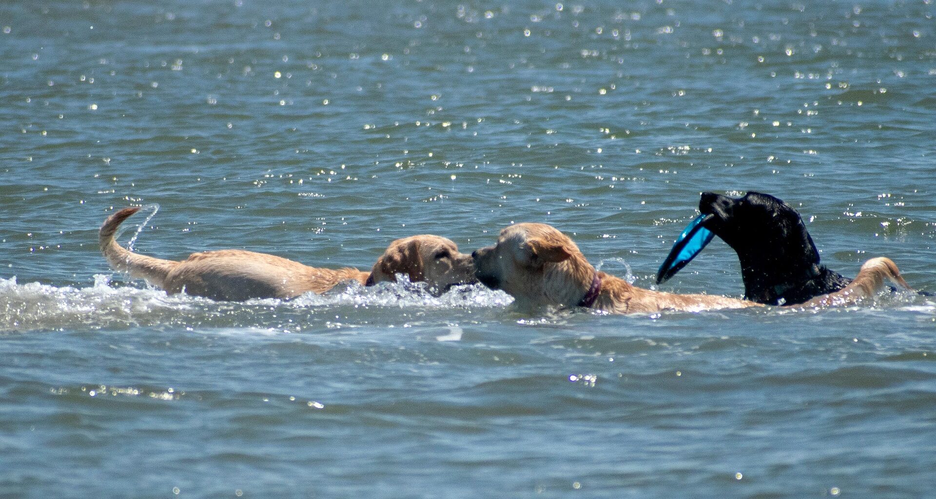 istria pet friendly destination