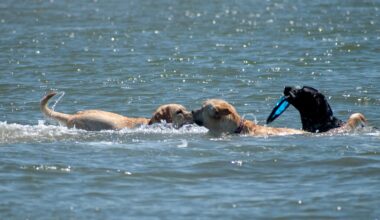 istria pet friendly destination