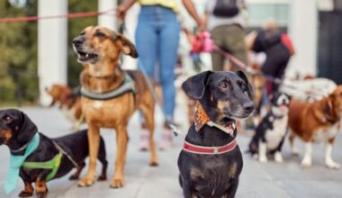 What you need to know about Auckland's new dog rules