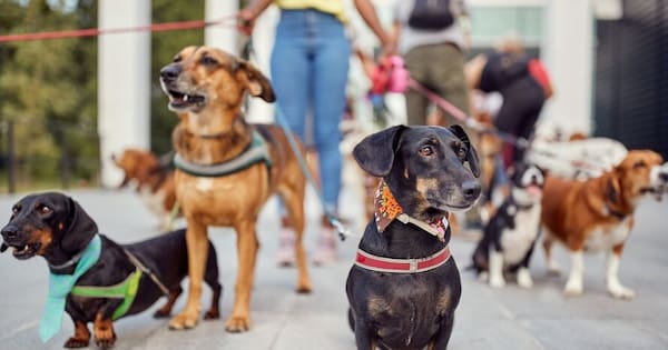 What you need to know about Auckland's new dog rules