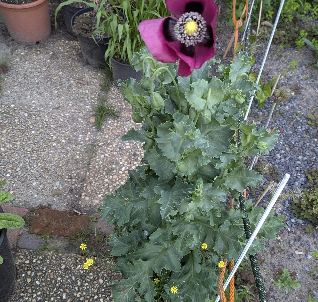 Es wird Ernst, der "Kohl" hat Blüten bekommen.