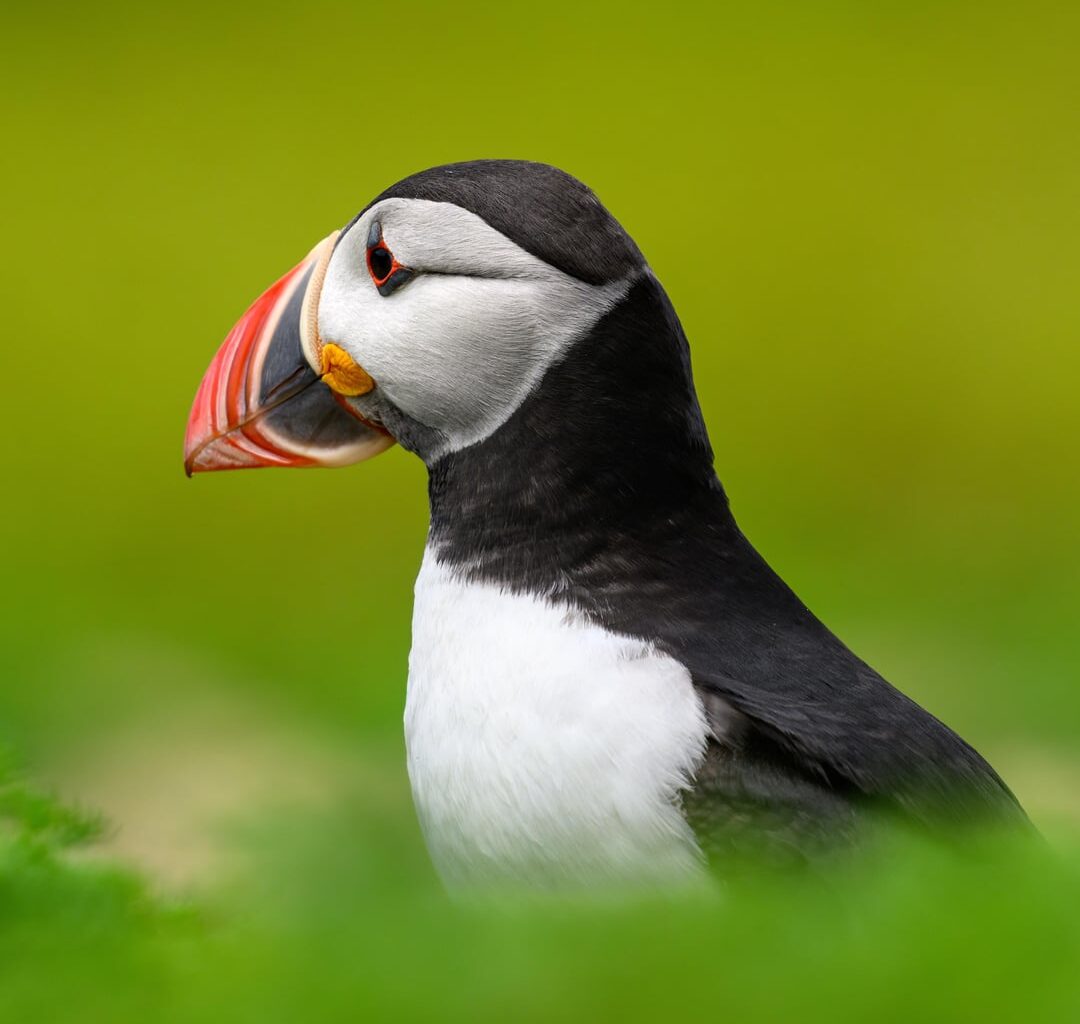 Puffins from my recent trip to Skomer, Wales