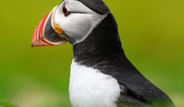 Puffins from my recent trip to Skomer, Wales