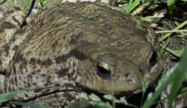 Bufo Bufo.